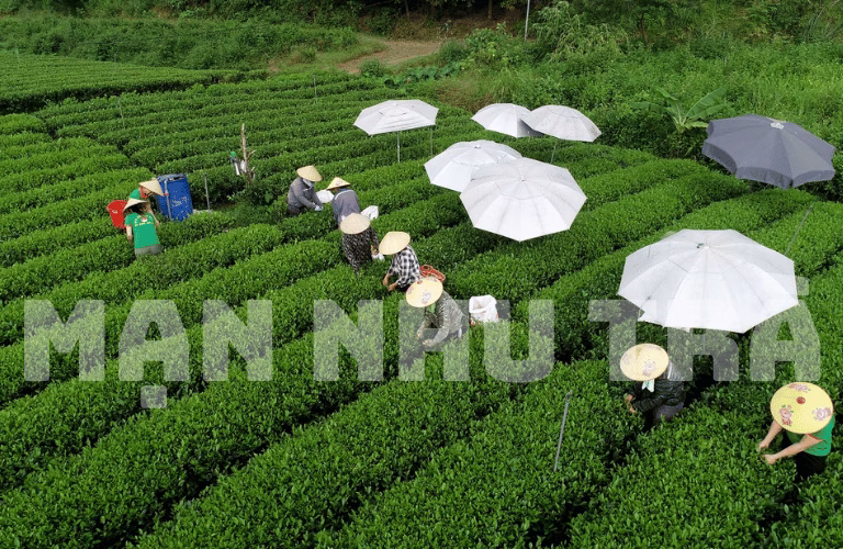 trà xanh thái nguyên là gì chọn trà xanh ngon