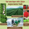 trà xanh thái nguyên mạn nhu trà hữu cơ vietgap chất lượng