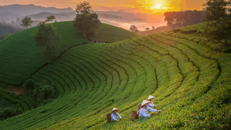 trà xanh thái nguyên