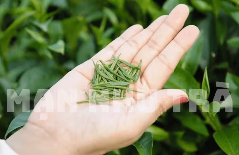 trà đinh ngọc mạn nhu vip giới hạn là gì? trà xanh thái nguyên