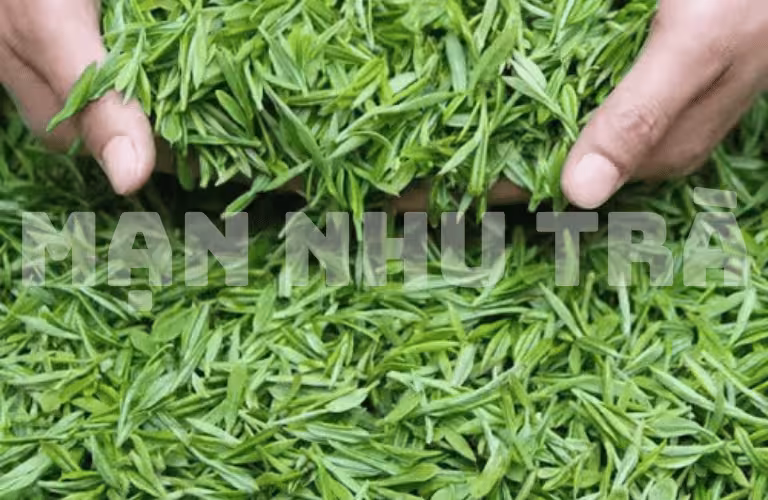 trà đinh lộc trà là gì? trà lộc đinh trà xanh thái nguyên