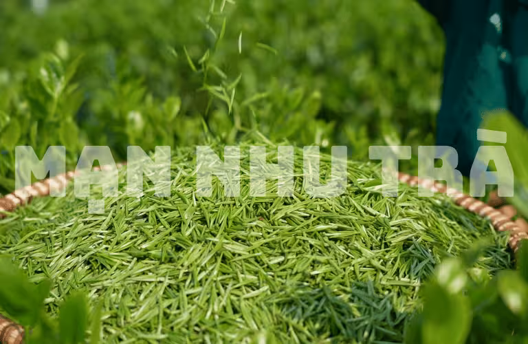 trà đinh là gì? trà xanh thái nguyên mạn nhu trà