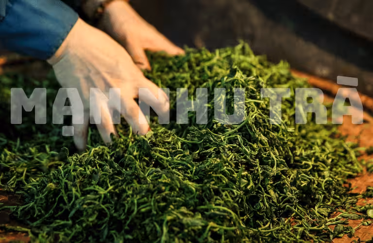 vò chè trà xanh thái nguyên